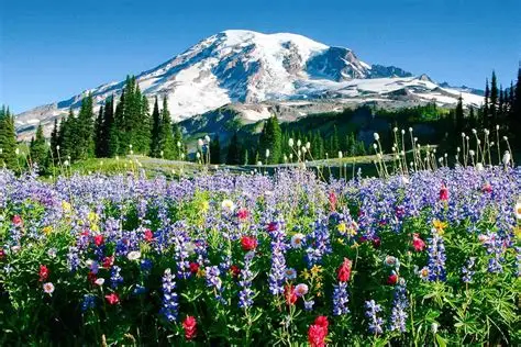 Paradise at Mount Rainier National Park