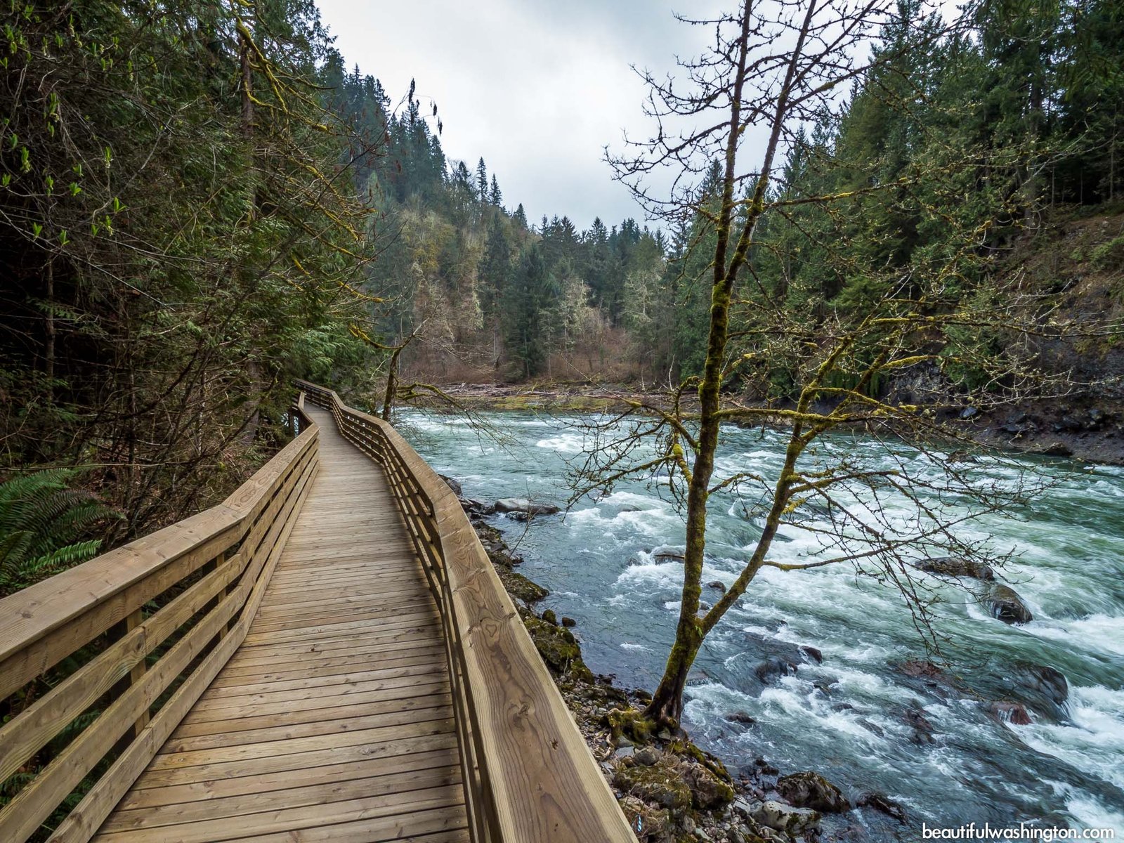 Snoqualmie Falls forest landscape